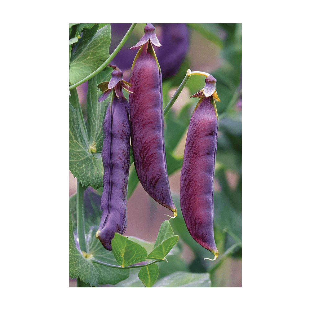 Purple Peas Flower Seeds Packet - Chive US Wholesale