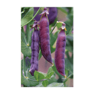 Purple Peas Flower Seeds Packet - Chive US Wholesale