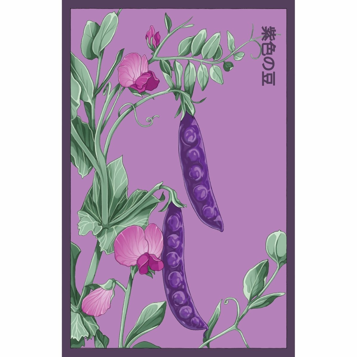 Purple Peas Flower Seeds Packet - Chive US Wholesale