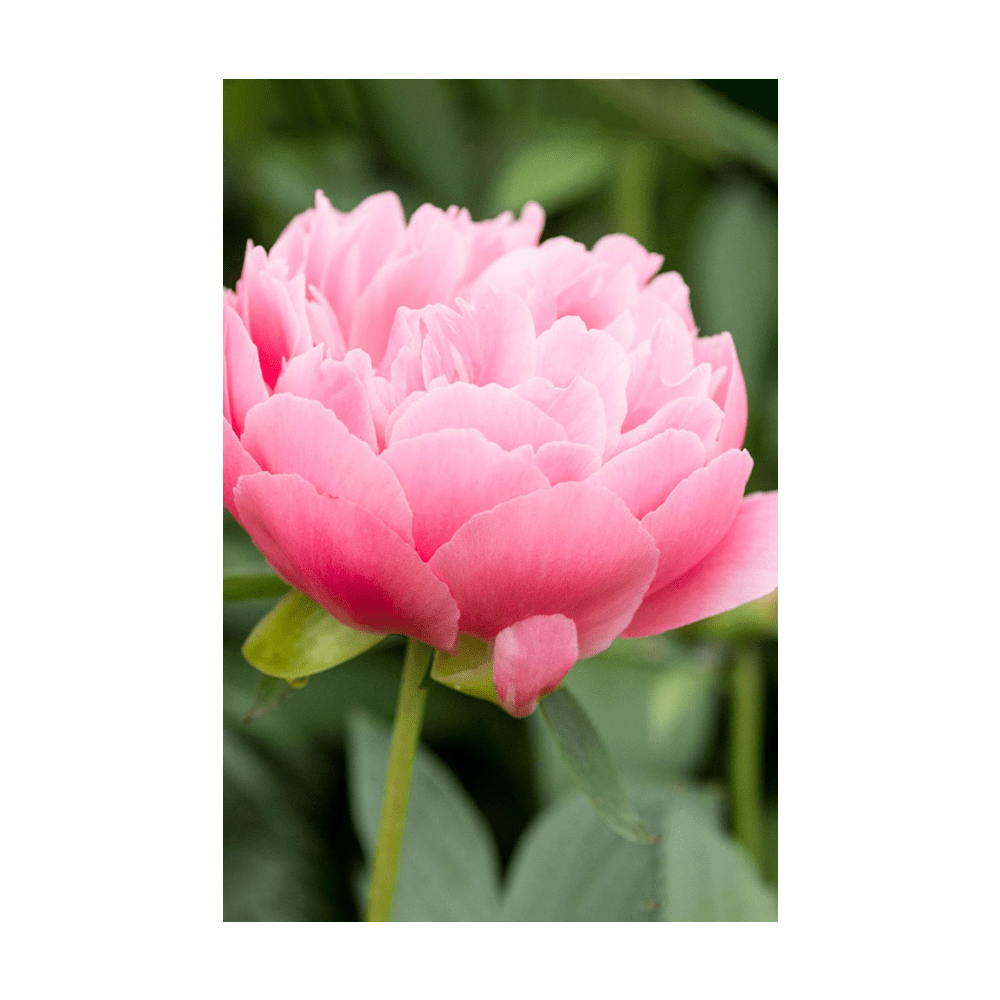 Peony Flower Seeds Packet - Chive US Wholesale