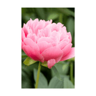 Peony Flower Seeds Packet - Chive US Wholesale