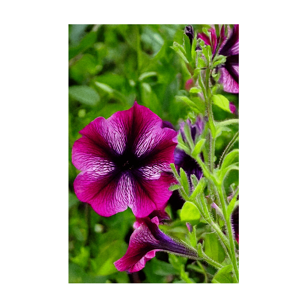 Trailing Petunia Flower Seeds Packet - Chive US Wholesale