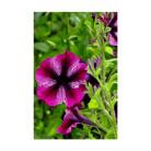 Trailing Petunia Flower Seeds Packet - Chive US Wholesale