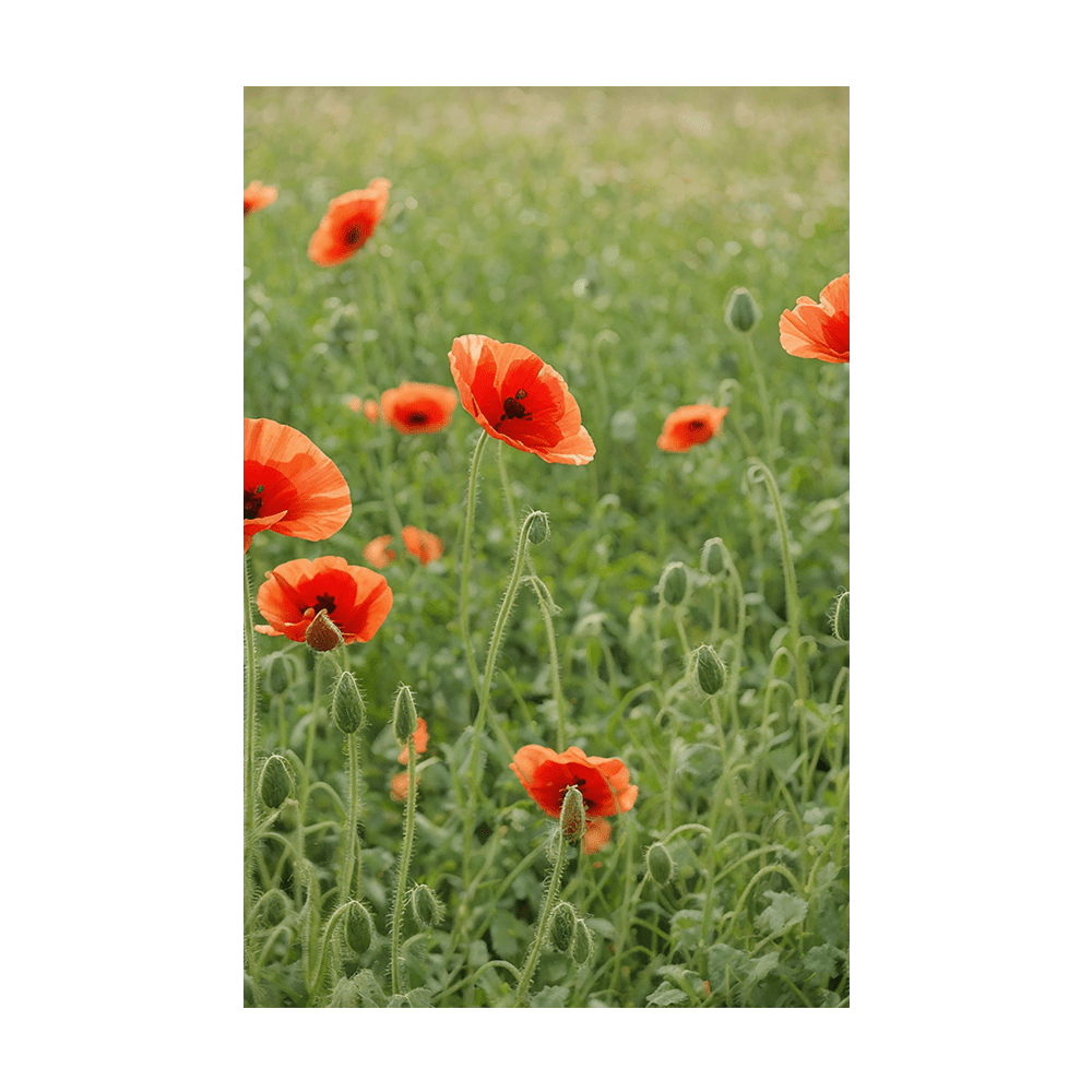 Corn Poppy Flower Seeds Packet - Chive US Wholesale