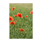 Corn Poppy Flower Seeds Packet - Chive US Wholesale