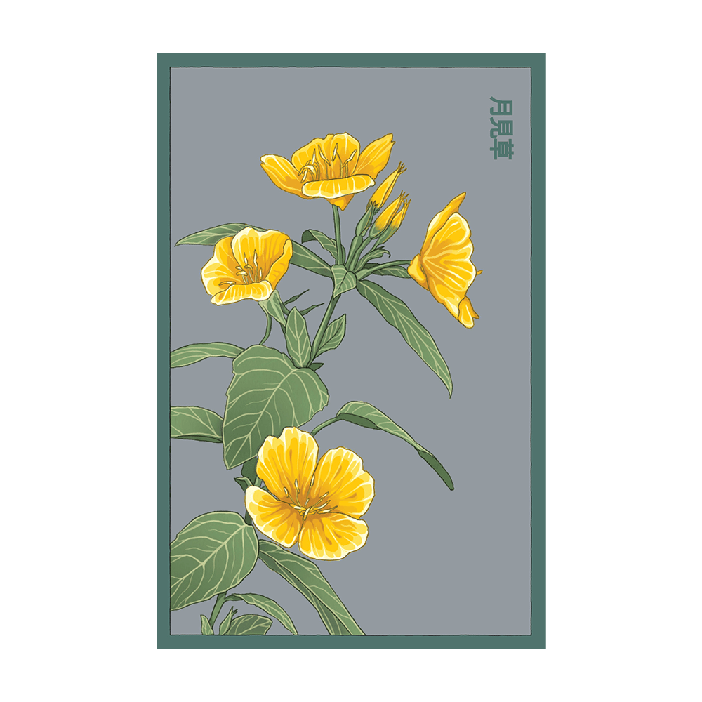 Evening Primrose Flower Seeds Packet - Chive US Wholesale