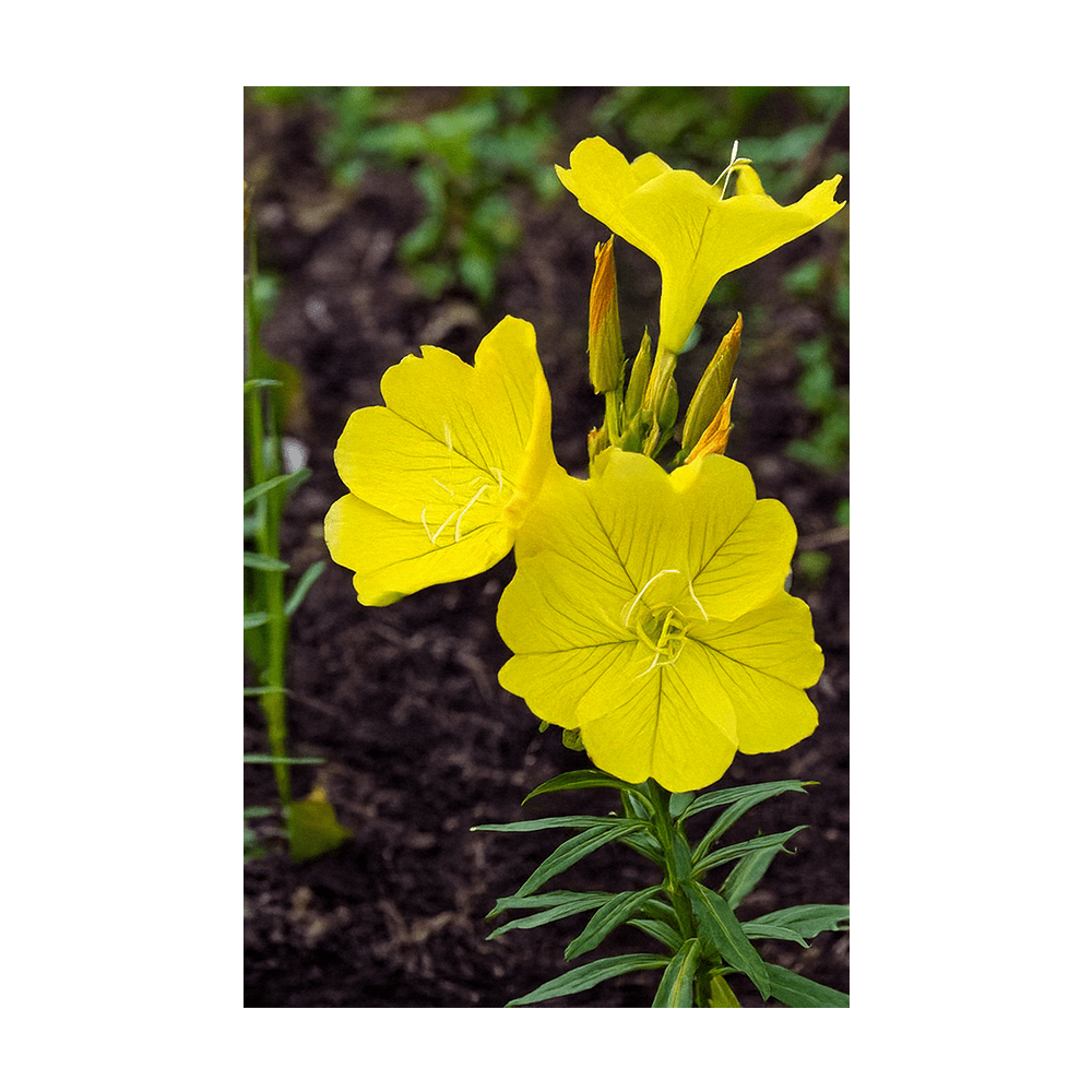 Evening Primrose Flower Seeds Packet - Chive US Wholesale