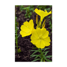 Evening Primrose Flower Seeds Packet - Chive US Wholesale