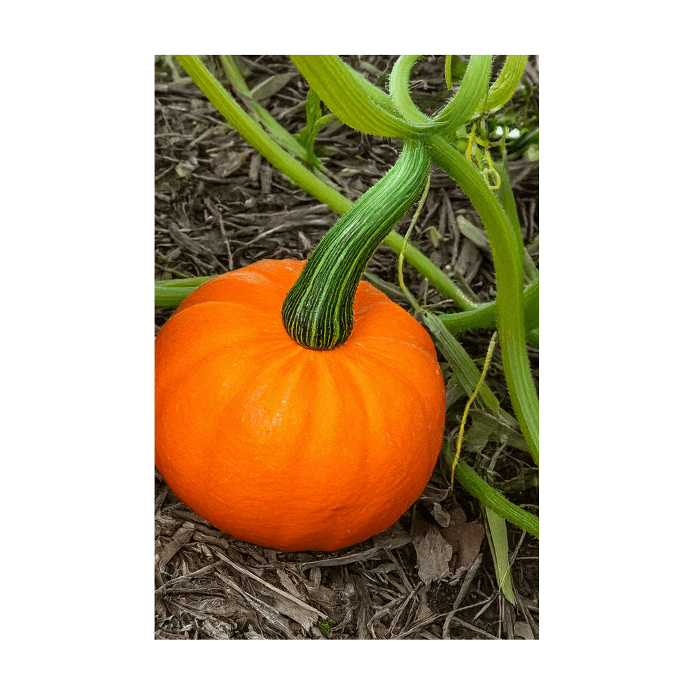 Pumpkin Squash Flower Seeds Packet - Chive US Wholesale