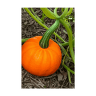 Pumpkin Squash Flower Seeds Packet - Chive US Wholesale