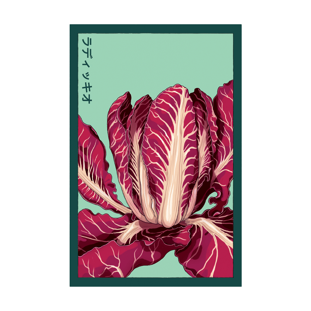 Radicchio Vegetable Seeds Packet - Chive US Wholesale