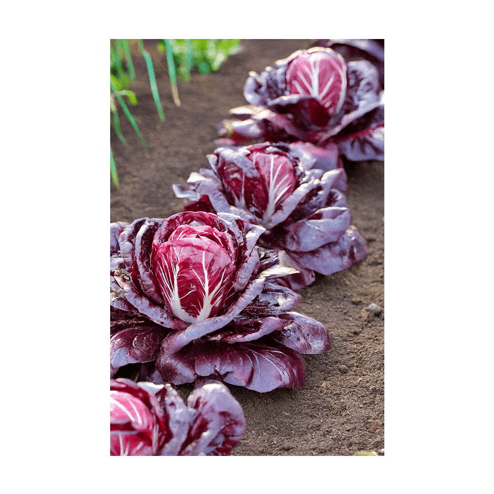 Radicchio Vegetable Seeds Packet - Chive US Wholesale