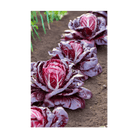 Radicchio Vegetable Seeds Packet - Chive US Wholesale