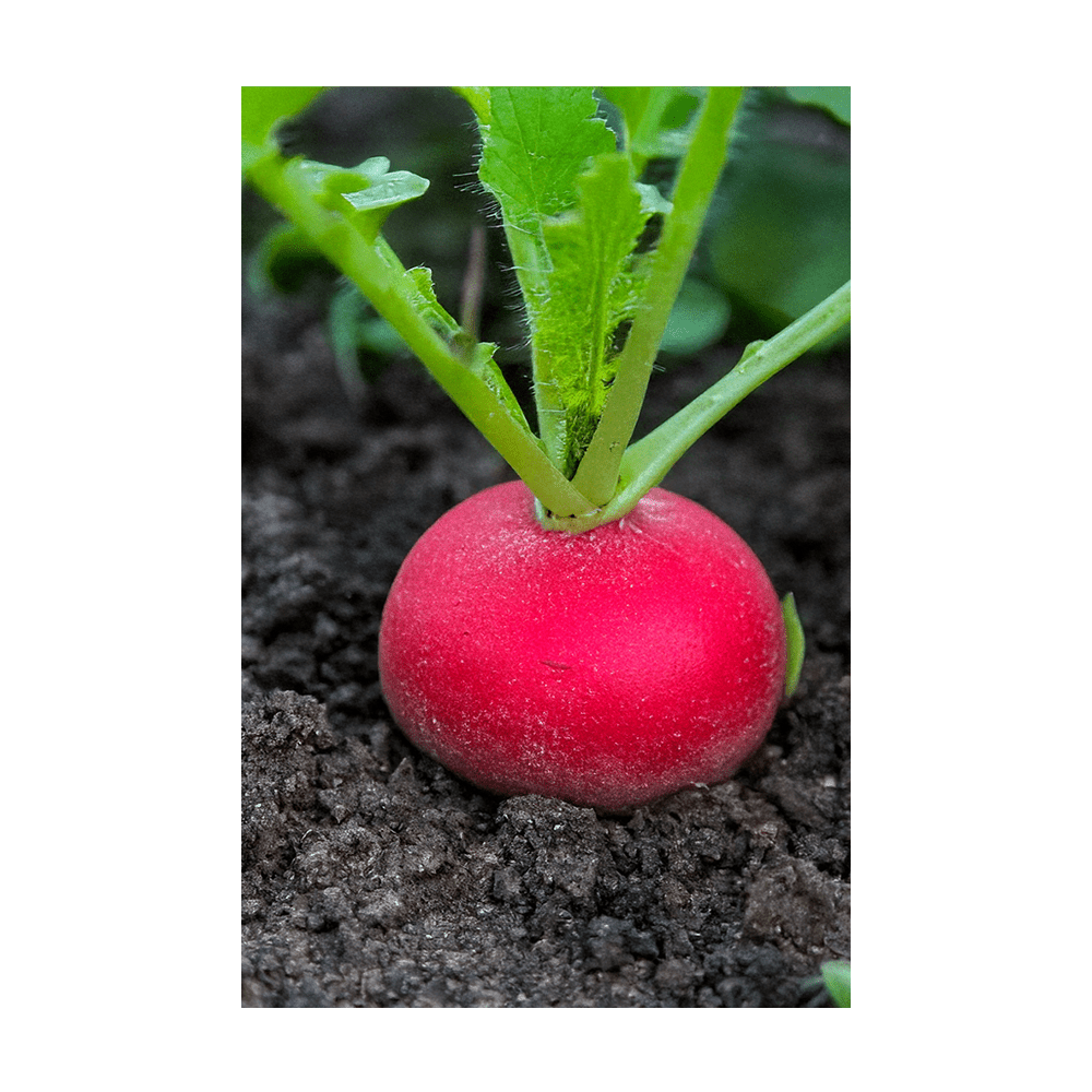 Radish Vegetable Seeds Packet - Chive US Wholesale