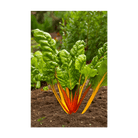 Rainbow Chard Vegetable Seeds Packet - Chive US Wholesale