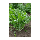 Rapini Vegetable Seeds Packet - Chive US Wholesale