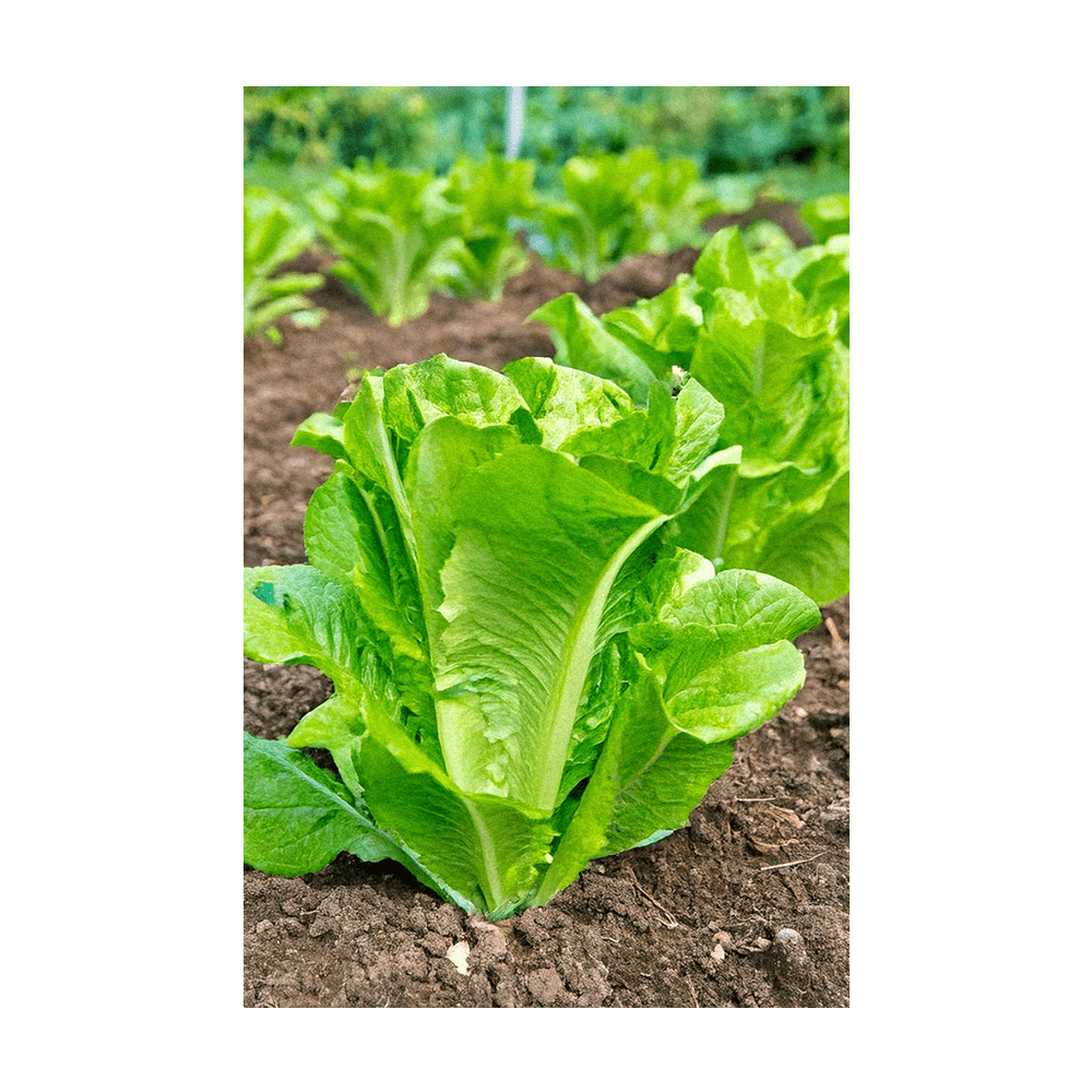 Romaine Lettuce Vegetable Seeds Packet - Chive US Wholesale