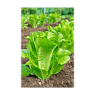 Romaine Lettuce Vegetable Seeds Packet - Chive US Wholesale