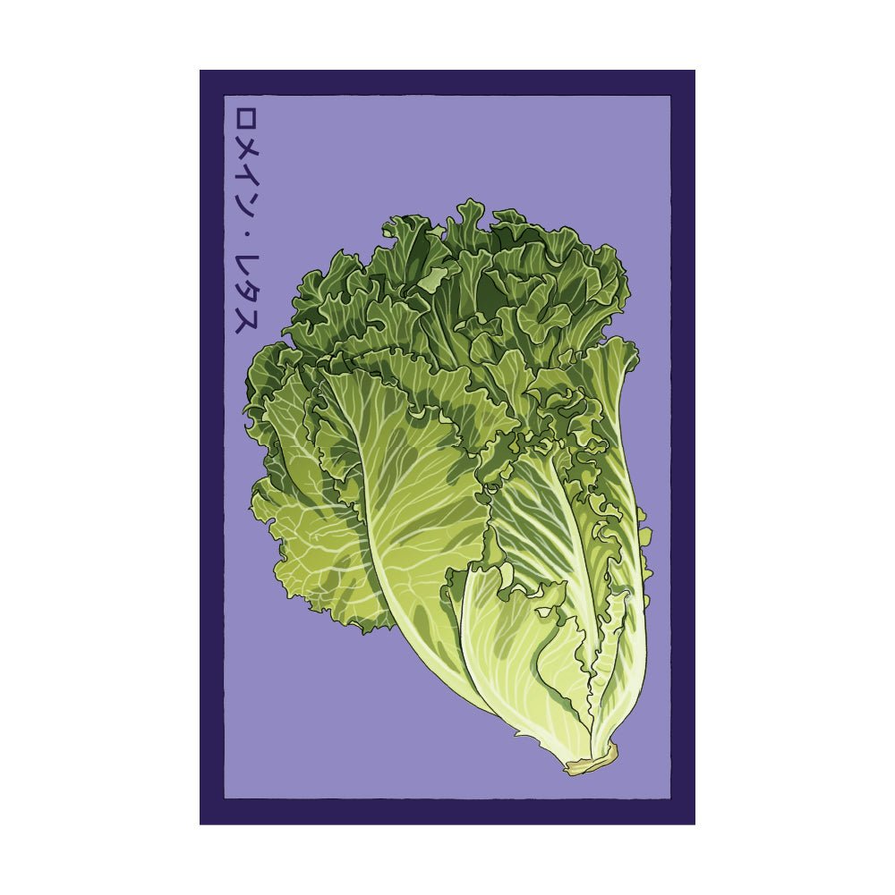 Romaine Lettuce Vegetable Seeds Packet - Chive US Wholesale