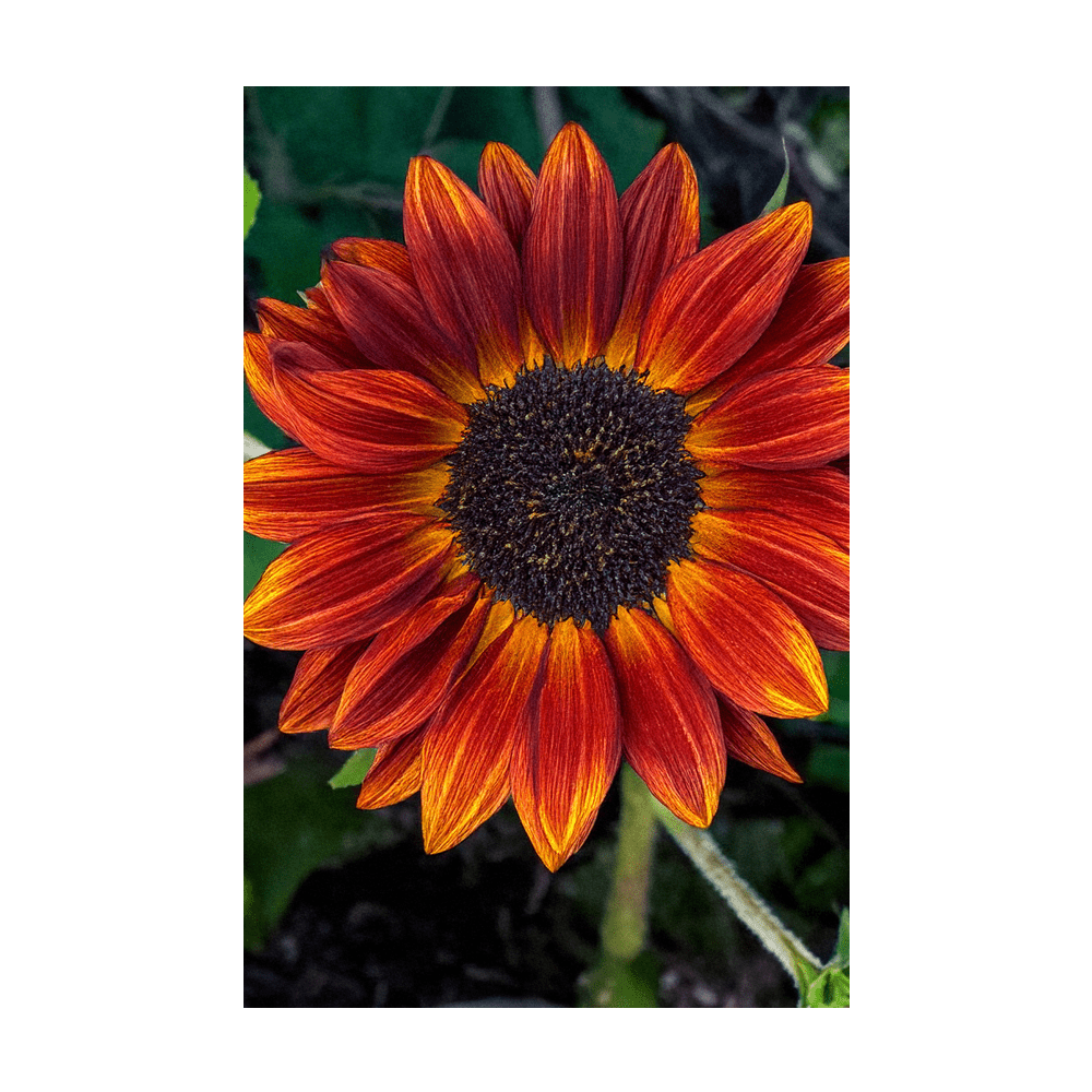 Red Sunflower Flower Seeds Packet - Chive US Wholesale