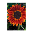 Red Sunflower Flower Seeds Packet - Chive US Wholesale