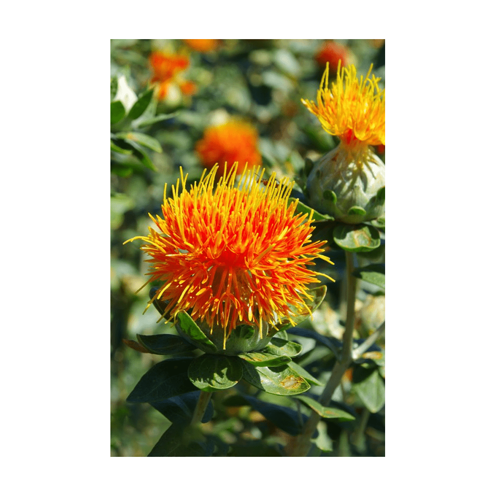 Safflower Flower Seeds Packet - Chive US Wholesale