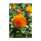 Safflower Flower Seeds Packet - Chive US Wholesale