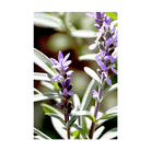 Sage Flower Seeds Packet - Chive US Wholesale