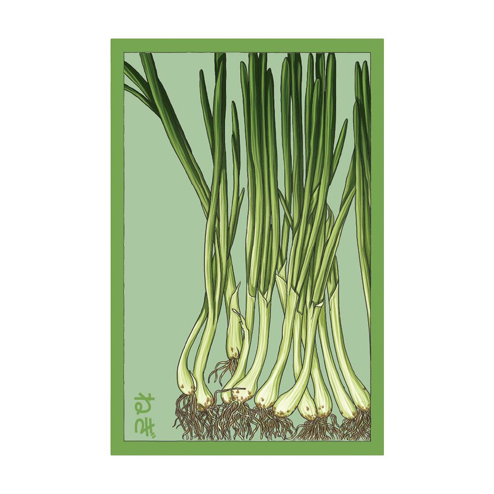 Scallions Vegetable Seeds Packet - Chive US Wholesale