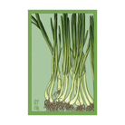 Scallions Vegetable Seeds Packet - Chive US Wholesale