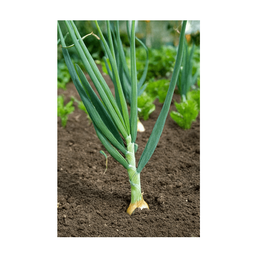 Scallions Vegetable Seeds Packet - Chive US Wholesale