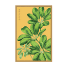 2026 Dwarf Schefflera Indoor Seeds Packet - Chive US Wholesale