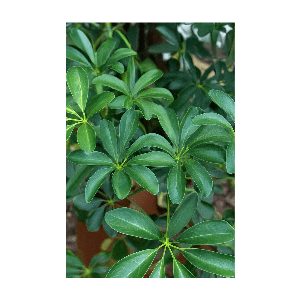 2026 Dwarf Schefflera Indoor Seeds Packet - Chive US Wholesale