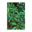 2026 Dwarf Schefflera Indoor Seeds Packet - Chive US Wholesale