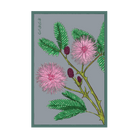 2026 Sensitive Plant Flower Seeds Packet - Chive US Wholesale