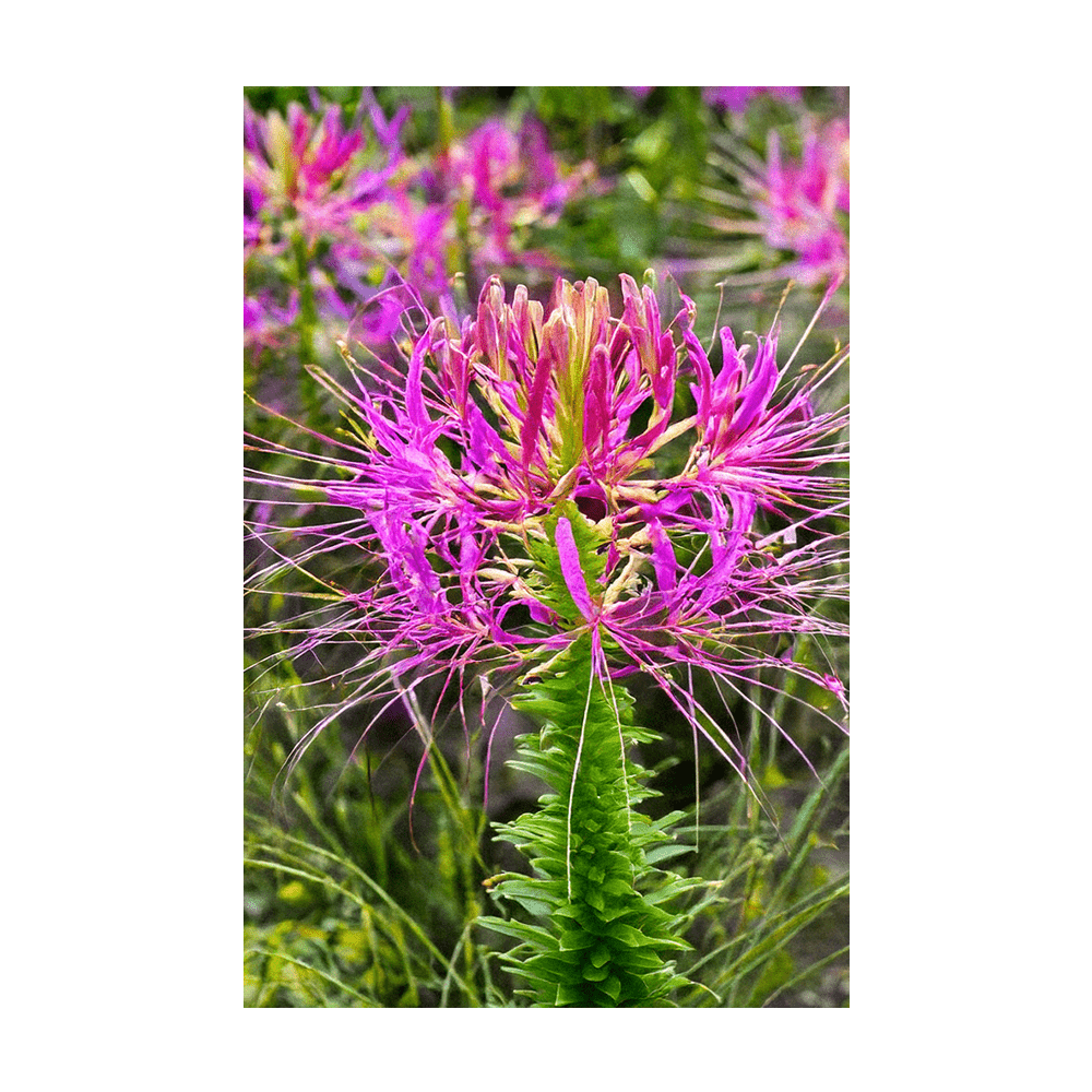 Spiderflower Flower Seeds Packet - Chive US Wholesale