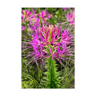 Spiderflower Flower Seeds Packet - Chive US Wholesale