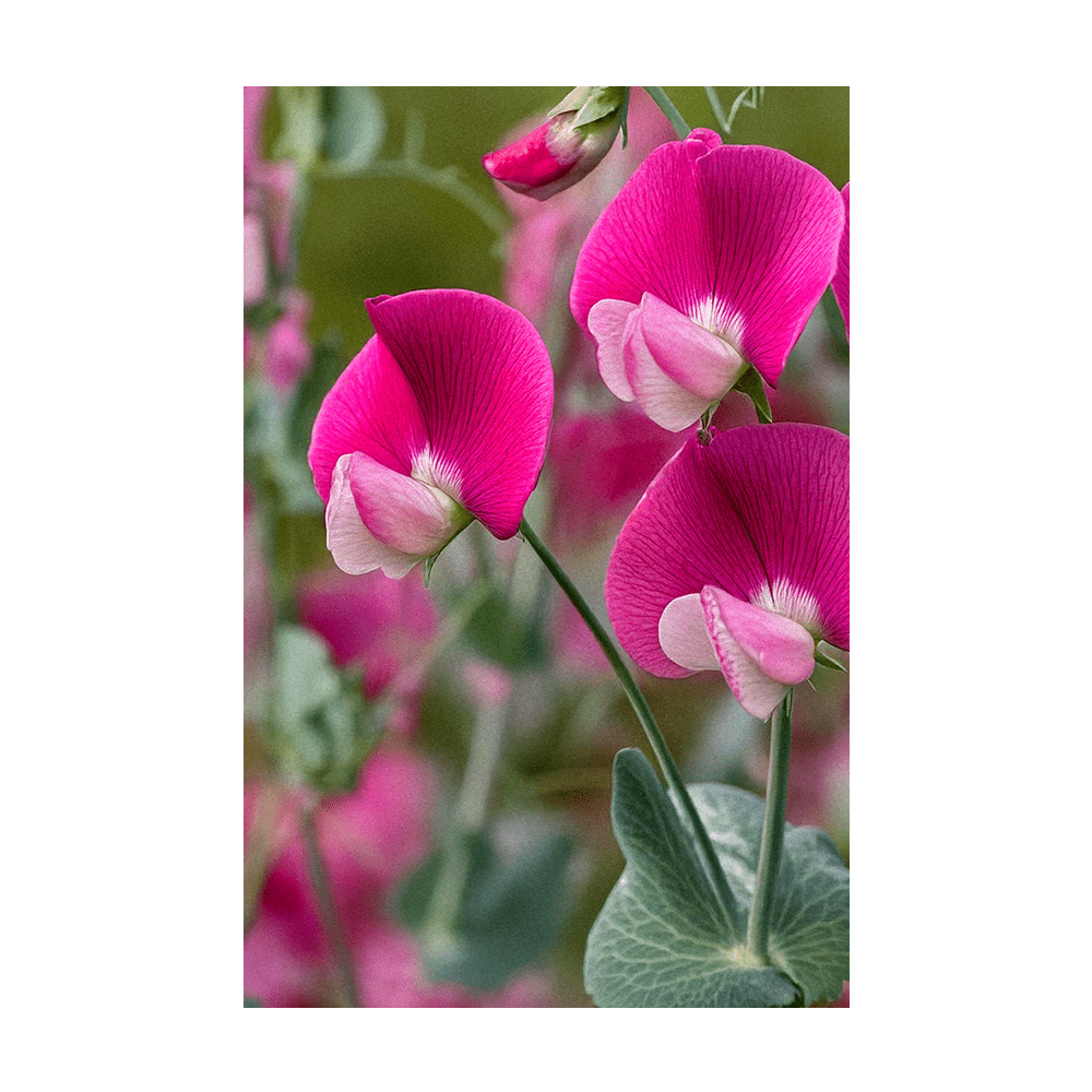 Sweet Pea Flower Seeds Packet - Chive US Wholesale