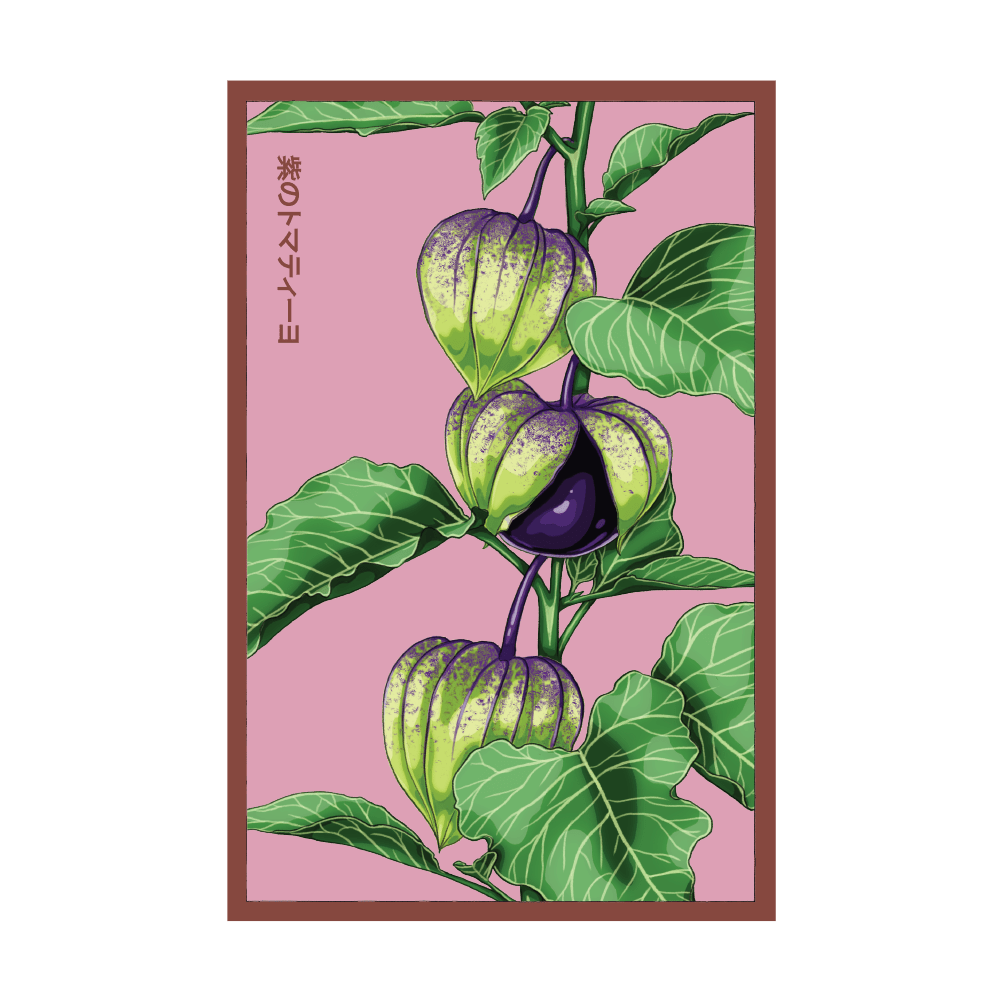 2026 Sweet Purple Tomatillo Vegetable Seeds Packet - Chive US Wholesale