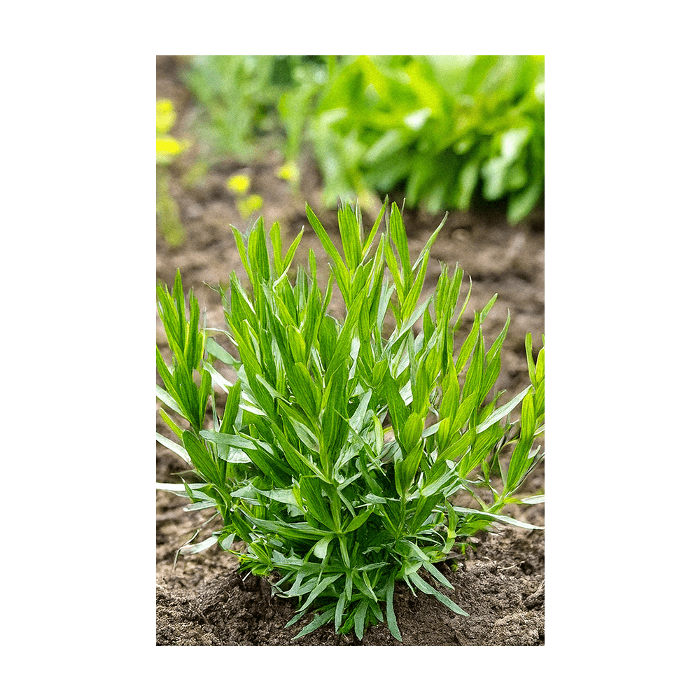 Tarragon Herb Seeds Packet - Chive US Wholesale