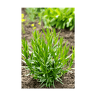 Tarragon Herb Seeds Packet - Chive US Wholesale