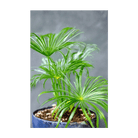 2026 Umbrella Plant Indoor Seeds Packet - Chive US Wholesale