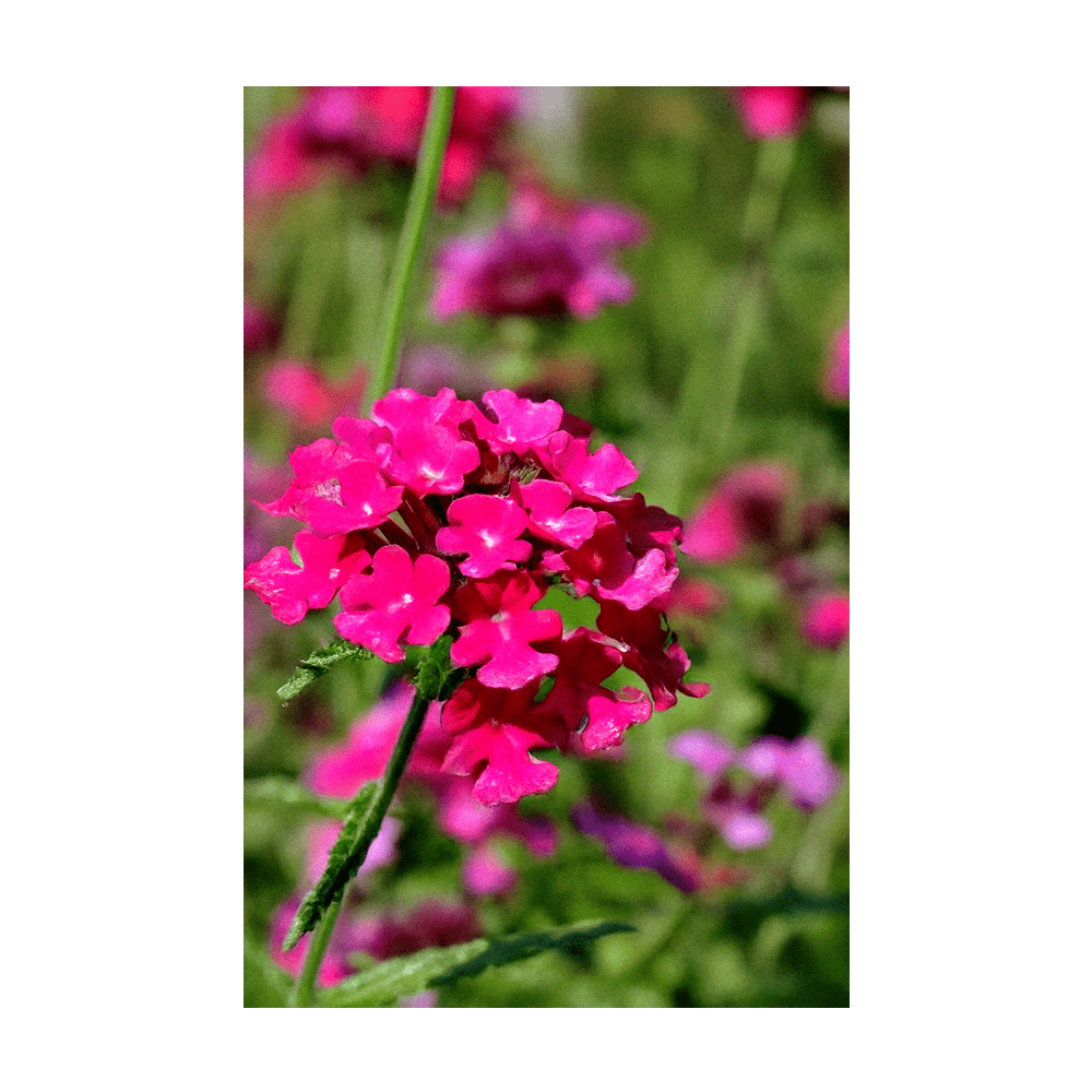 Verbena Flower Seeds Packet - Chive US Wholesale