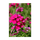 Verbena Flower Seeds Packet - Chive US Wholesale