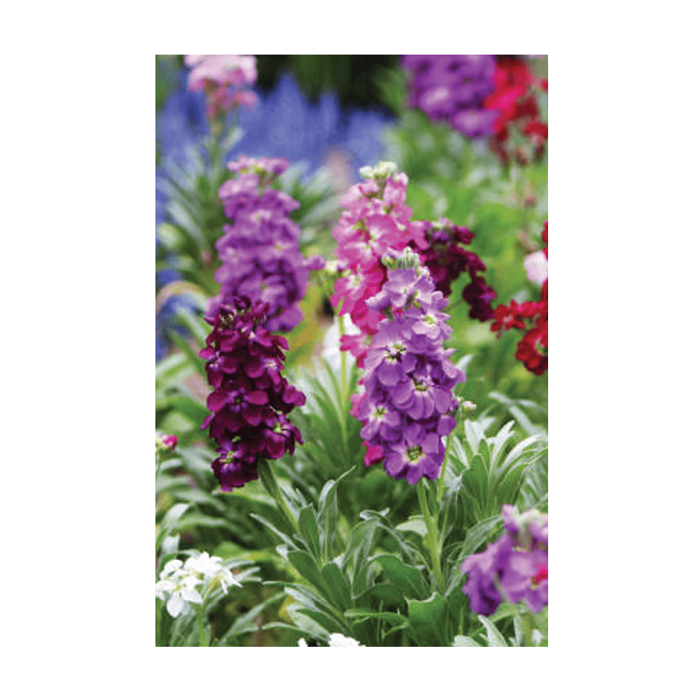 Gilly Flower Seeds Packet - Chive US Wholesale