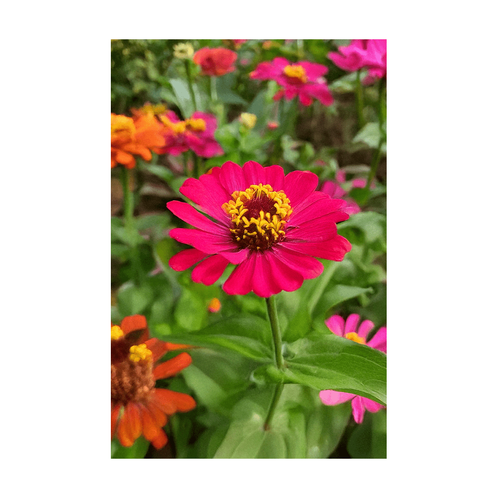 Zinnia Flower Seeds Packet - Chive US Wholesale