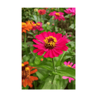 Zinnia Flower Seeds Packet - Chive US Wholesale