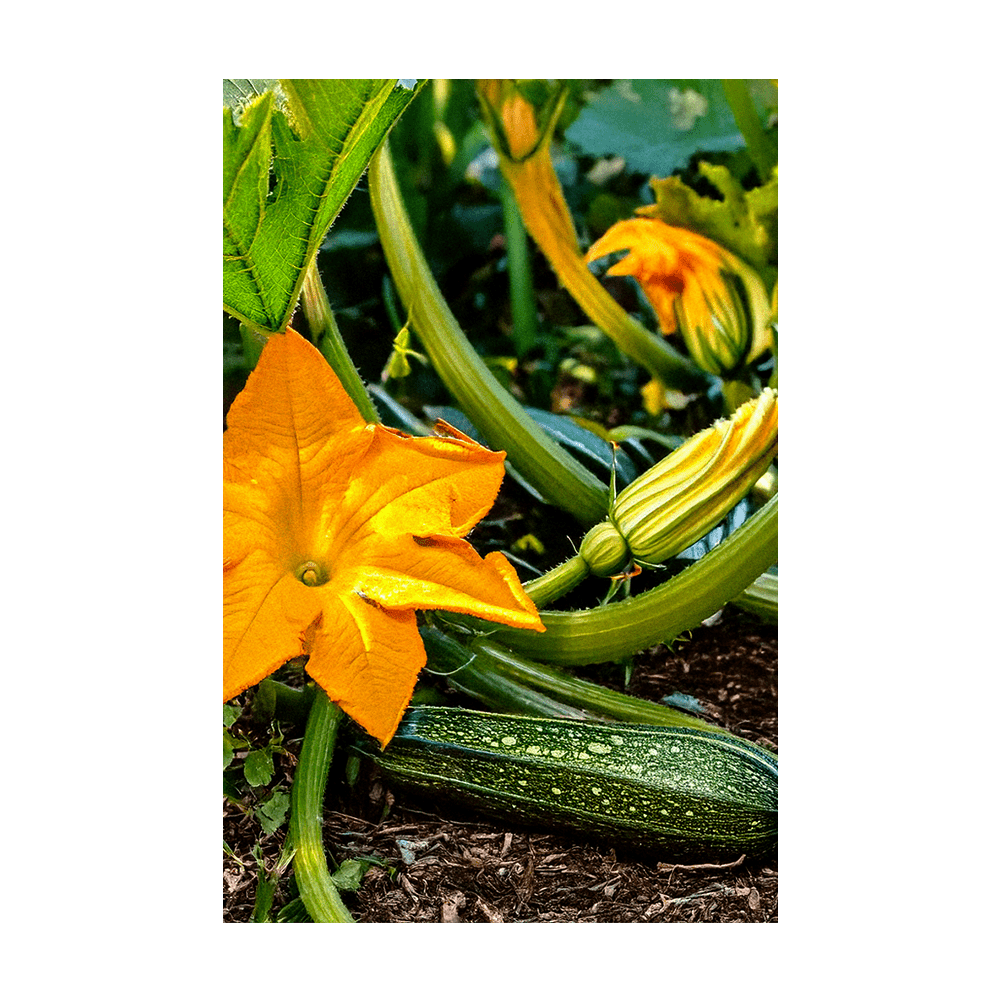 Zucchini Vegetable Seeds Packet - Chive US Wholesale