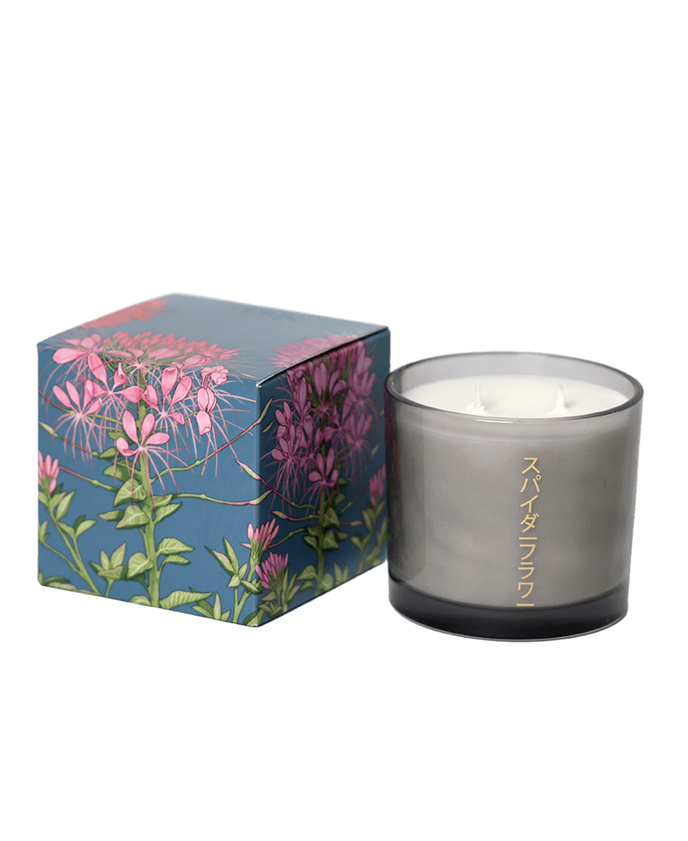 Shido Coconut & Soy Blend Spiderflower Candle - Chive US Wholesale