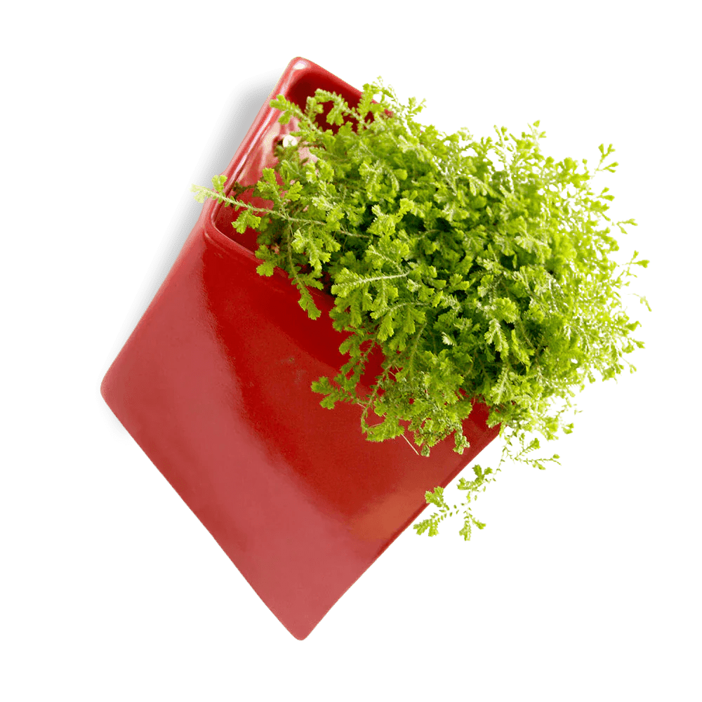 Slab Wall Planter 24pc Kit - Medium - Chive US Wholesale